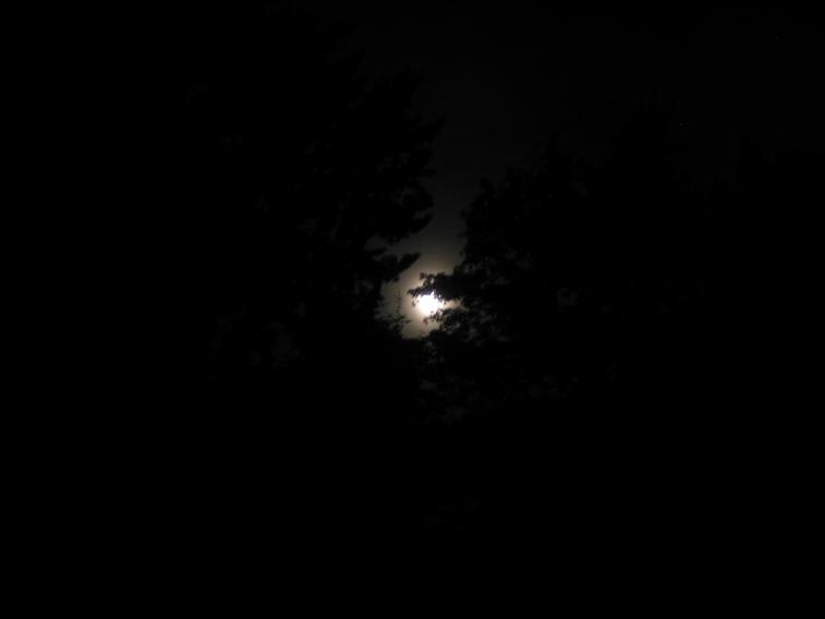 Moon behind tree leaves.  Should be cropped.