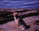 dog in Puerto Montt